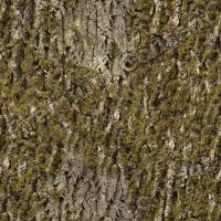 photo texture of tree bark seamless 0001
